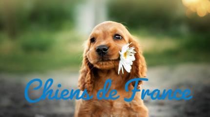 Visuel chiens de france