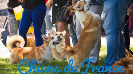  exposition-chien-de-france