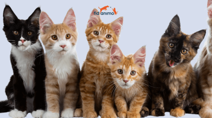 journée chat