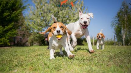 journée mondiale du chien 